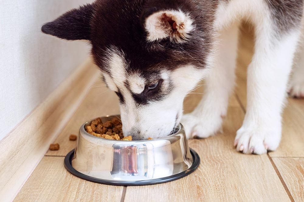 Husky-puppy-eating-from-feeding-bowl-indoors
