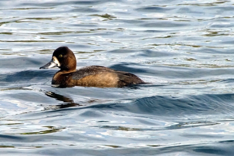Lesser Scaup duck swimming in the river