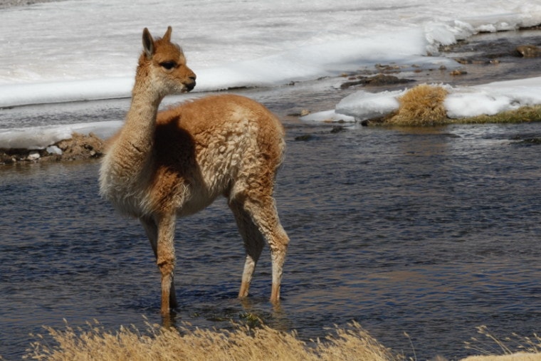 Llama standing in water_
