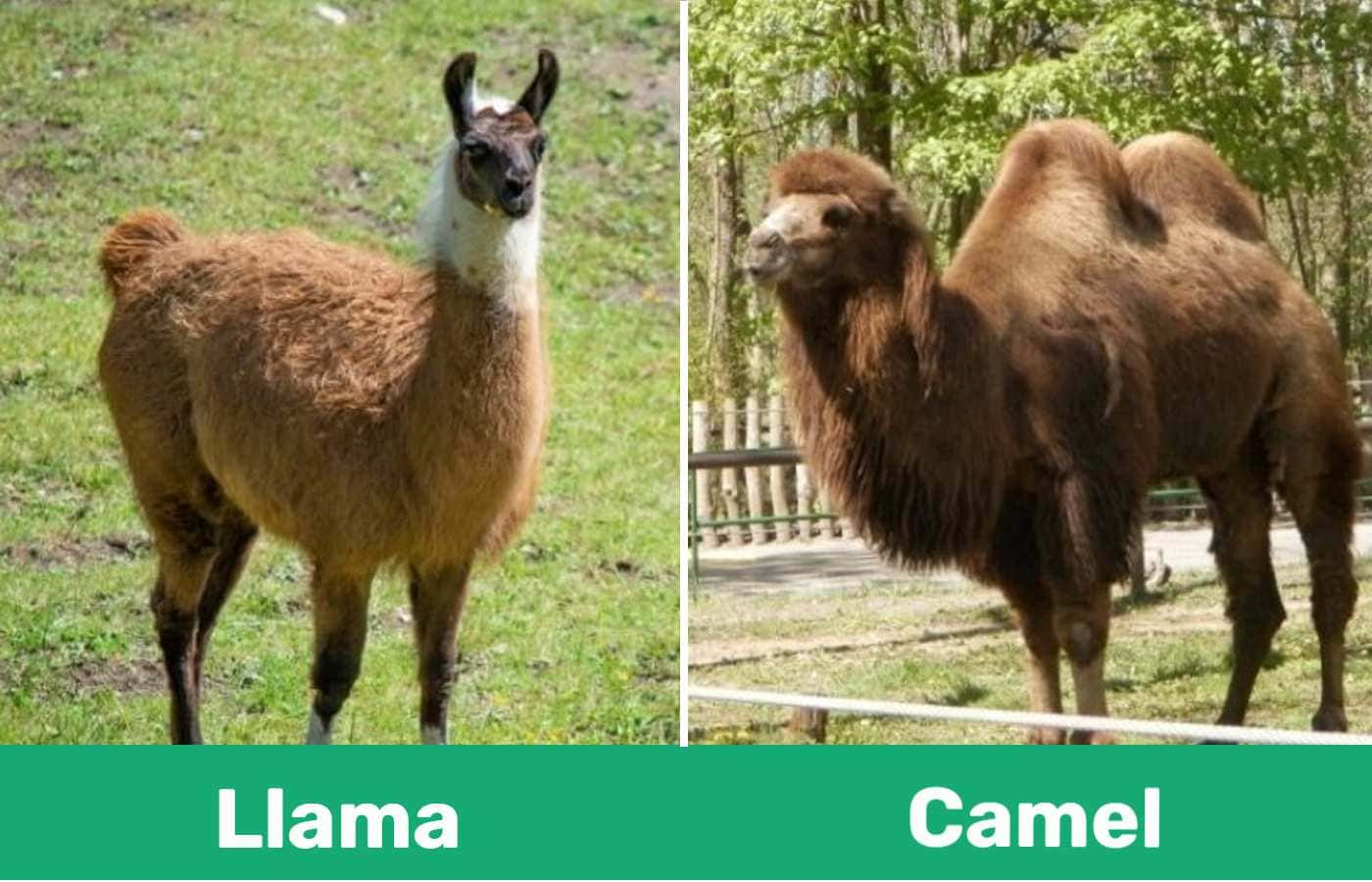 Llama vs Camel: What's the Difference? | Pet Keen