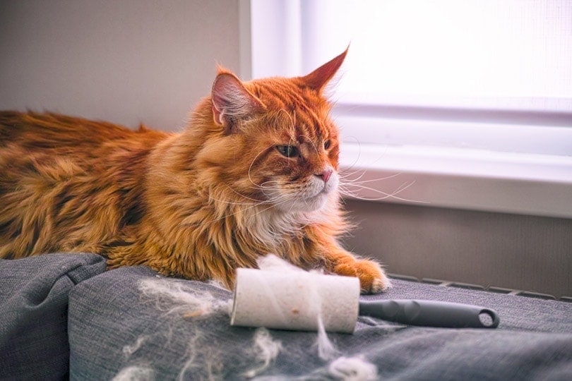 Maine-Coon-cat-and-lint-roller