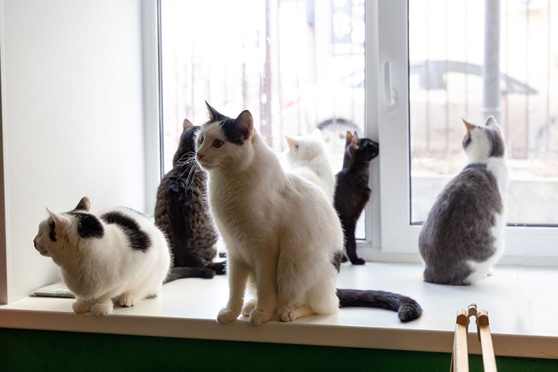 Многие домашние кошки изолированно смотрят в окно и пытаются убежать