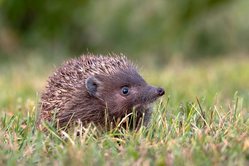Northern white-breasted hedgehog on the grass