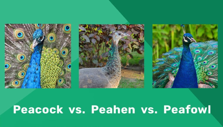 Peacock vs Peahen vs Peafowl Featured Image
