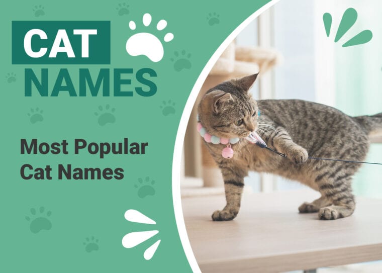 PetKeen_Cat Popular Names