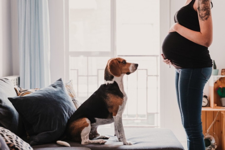 Pregnant woman face-to-face with beagle