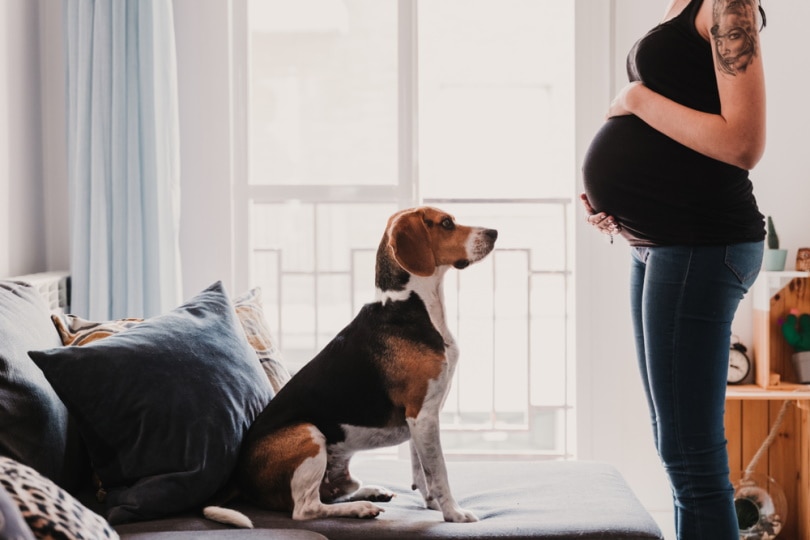 Can Dogs Sense Pregnancy? What Science Tells Us! | Pet Keen