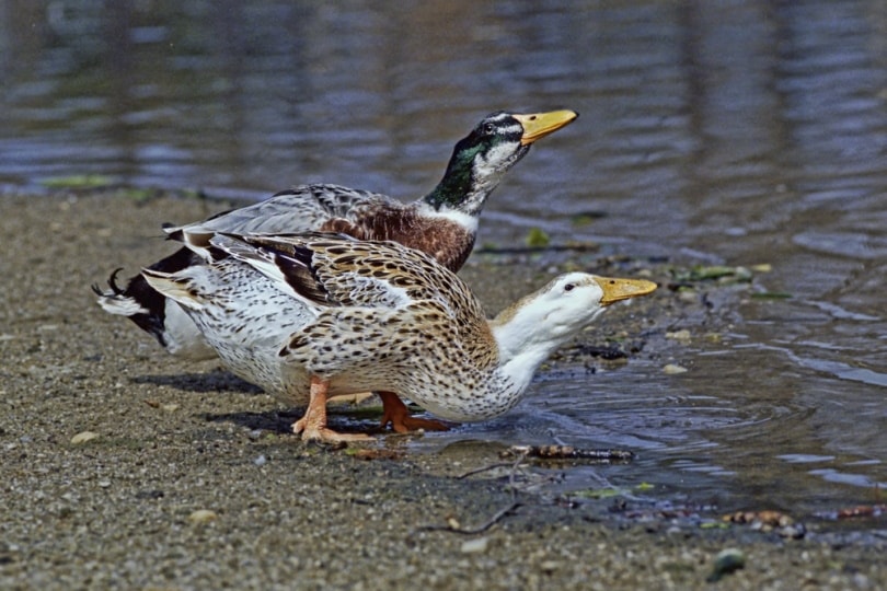 Saxony ducks near the river