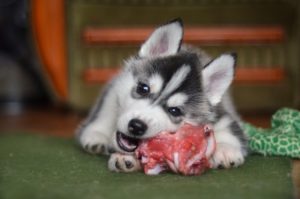 Siberian husky dog puppy eating a meat