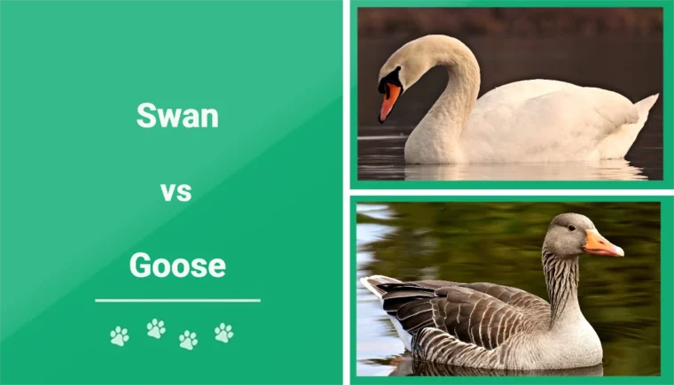 Swan vs Goose - Featured Image