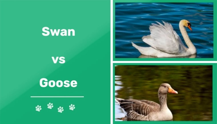 Swan vs goose