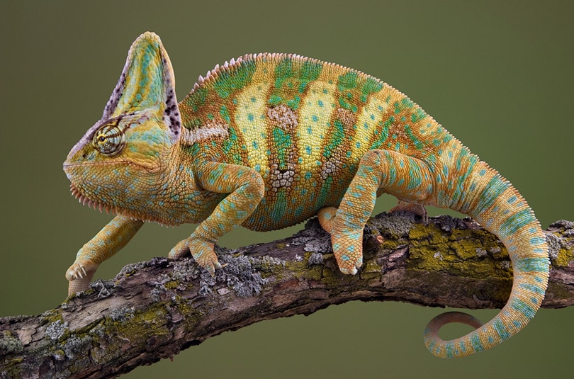 Veiled Chameleon Colors Mood Color Chart & Meanings (with Pictures