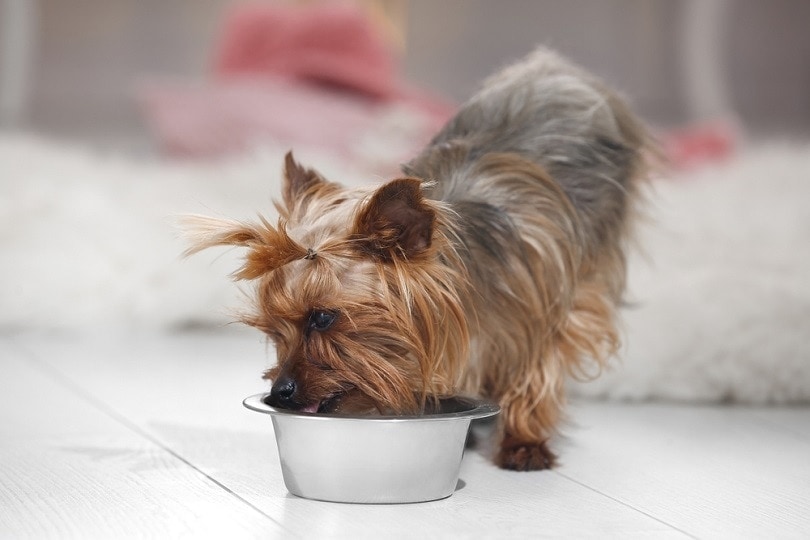 Yorkshire terrier eating from feeding bowl
