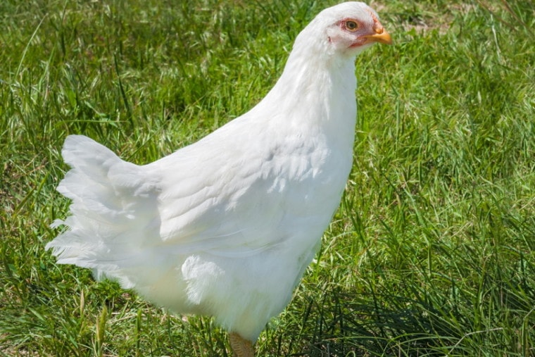 Young White Rock chicken standing in the field