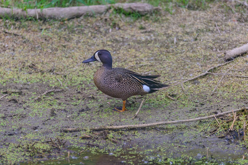 a Blue-winged Teal near a swamp