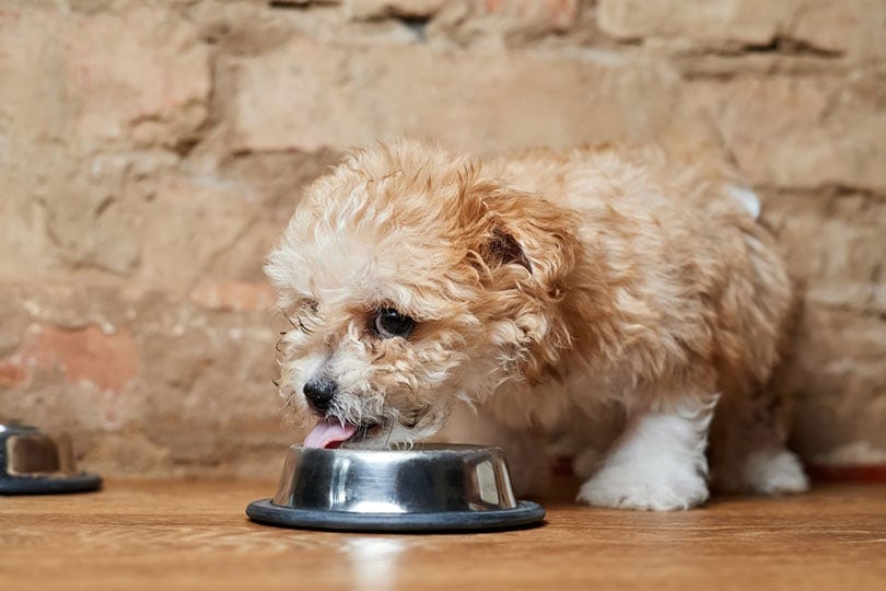 en Maltipoo puppy eats from a metal bowl