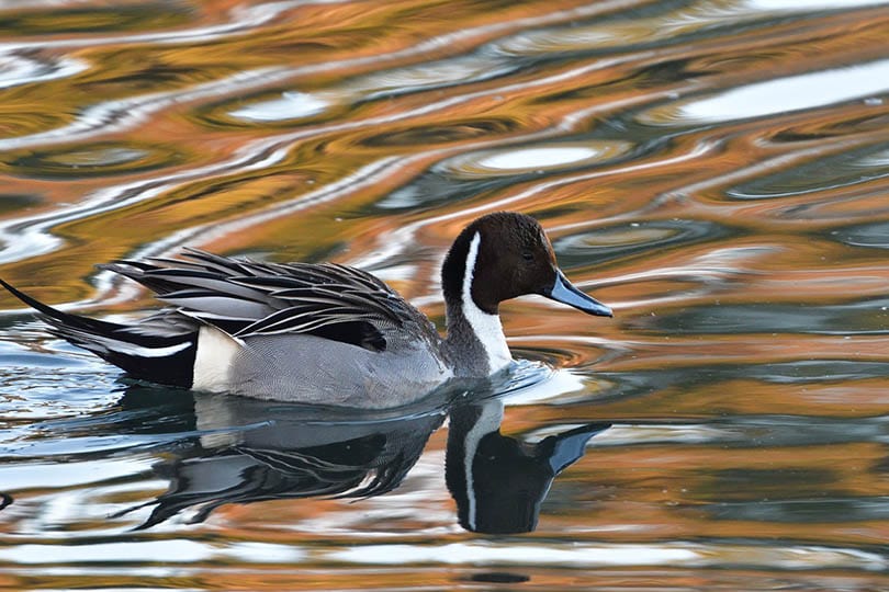 a Northern Pintail duck on a river