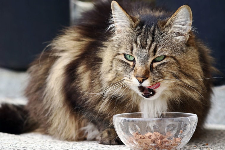 a Norwegian forest cat eating from a glass bowl