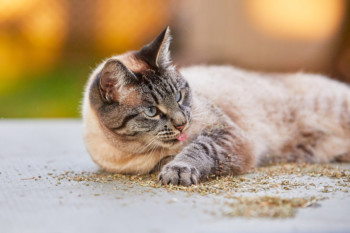 A Siamese Lynx Point Cat Lies Down On The Floor Sprinkled With Catnip And Lick Her Paw Pixel Cat Photo Shutterstock 350x233 