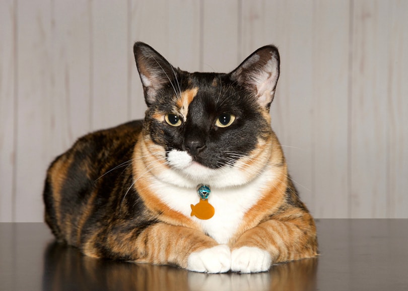 एक टेबल पर पड़ी पालतू आईडी टैग वाली कैलिको बिल्ली