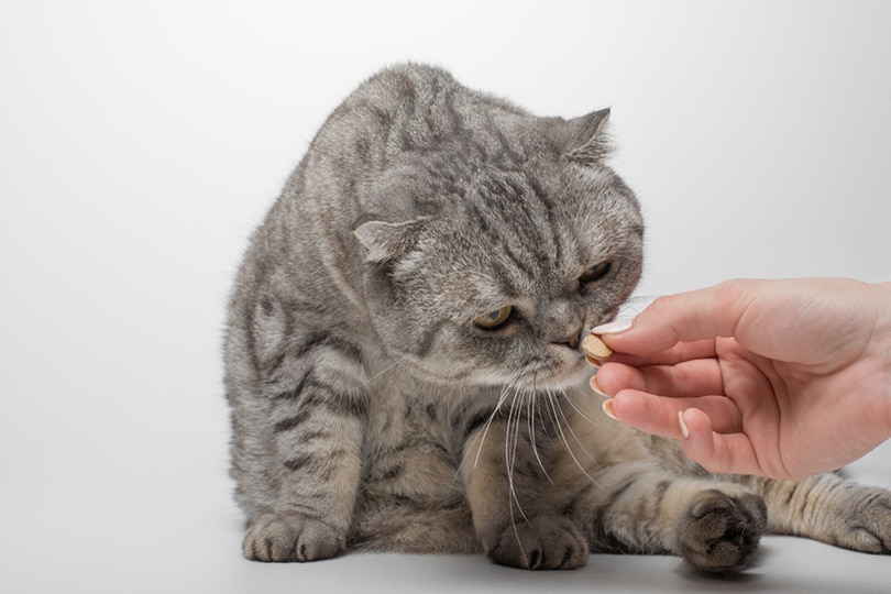 a cat receives a dose of medication from vet on a white background