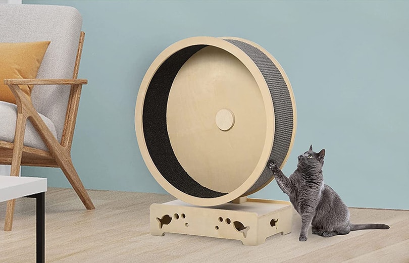 a cat scratching a cat wheel