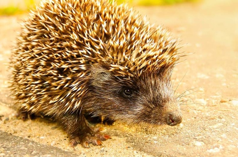 a close up of a western hedgehog