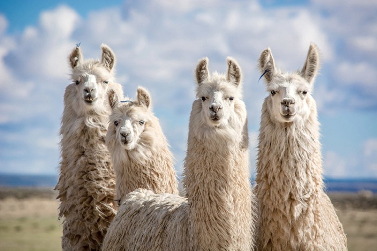 a close up of four white llamas