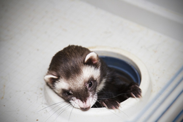 a curious ferret crawls through a hole