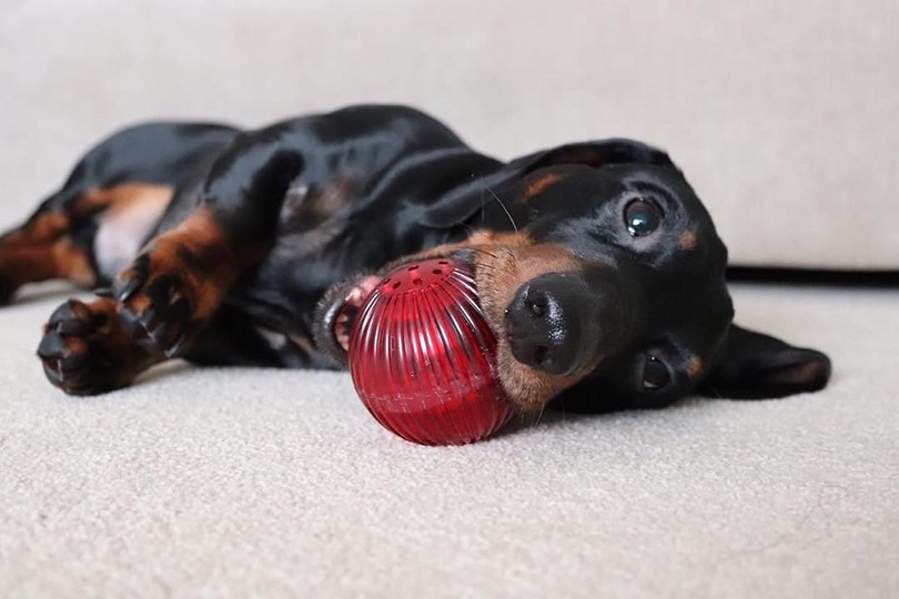a dog playing with an interactive ball toy