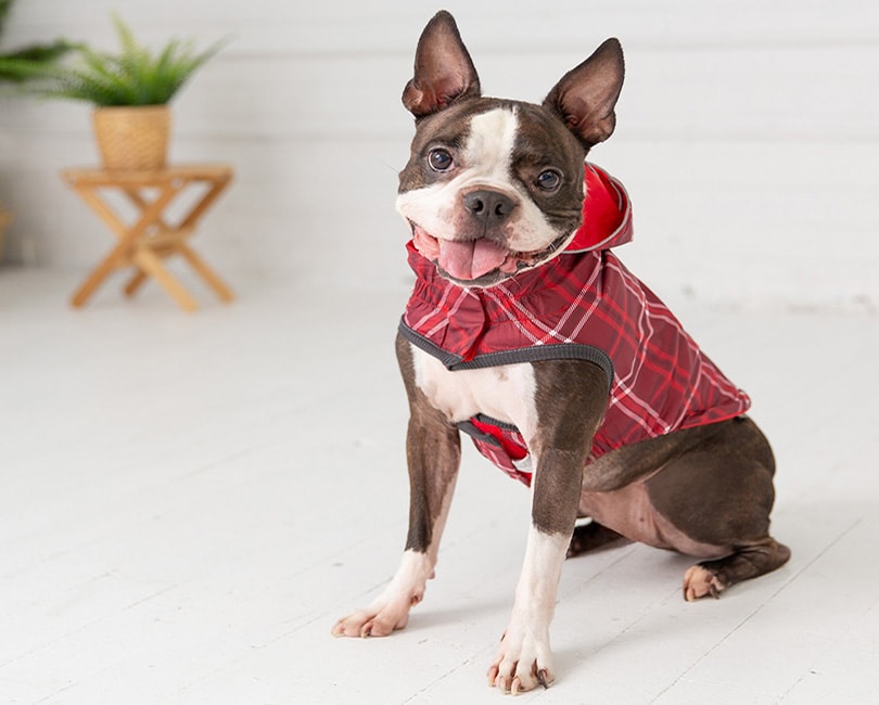 Dog Coat Dog Clothing Pet Clothes MESH lining-  Body Suit MEMBRANE Fabric C60 Male Large Breed Waterpoof Dog Raincoat