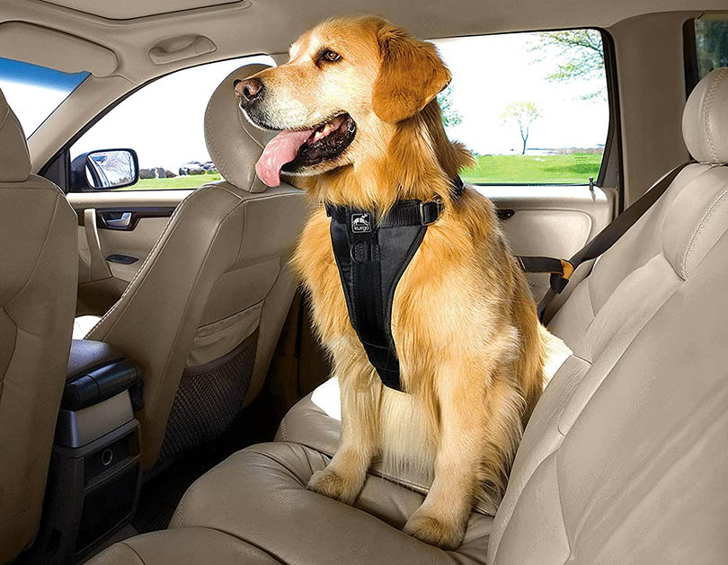 a dog with harness at the back of the car