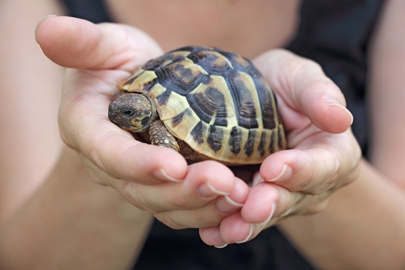a female hands holding a pet turtle