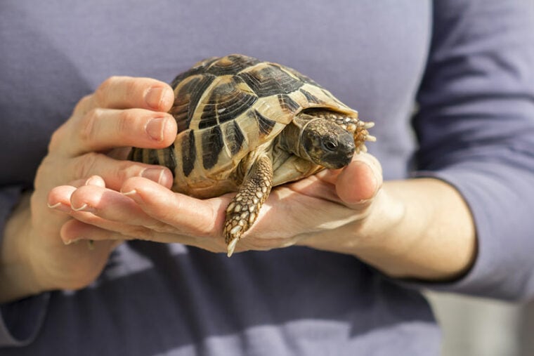 a female owner holding her pet turtle