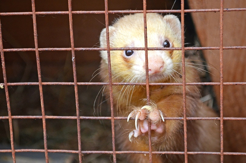 a ferret in a cage in zoo