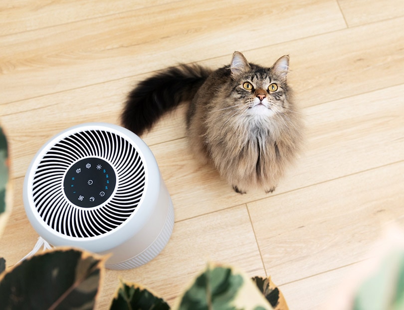 a fluffy cat sitting next to air purifier