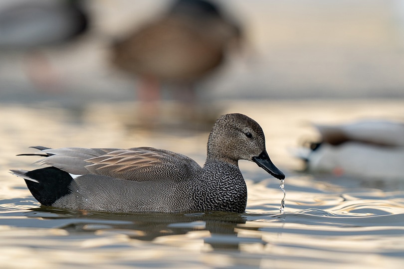 a gadwall duck on the river