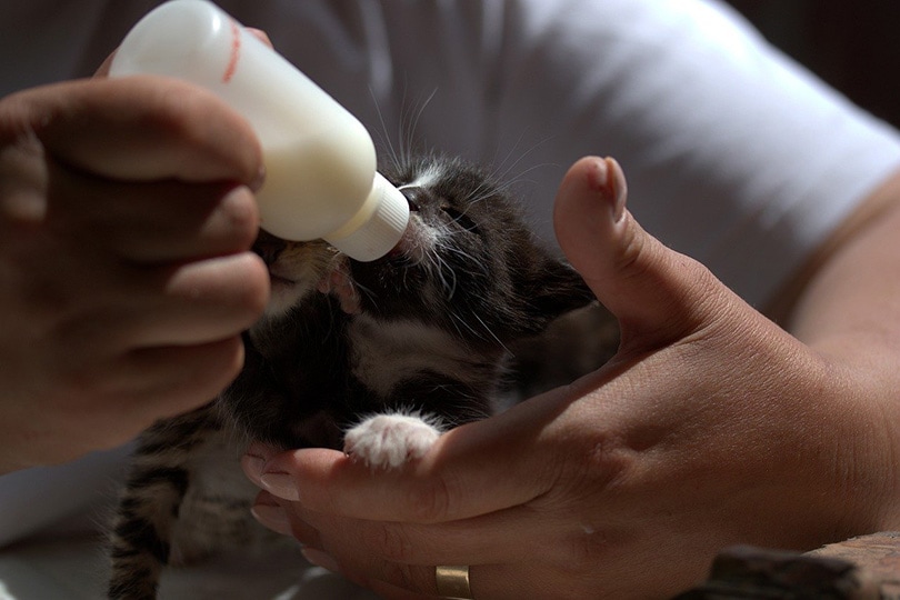 a kitten hand fed with milk replacer