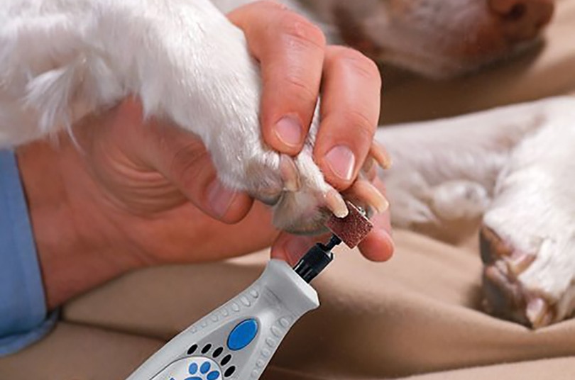 a man trimming the dog's nails with a nail grinder