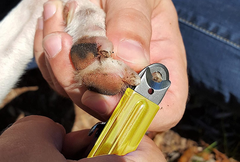 a man trimming the dog's nails with guillotine clippers