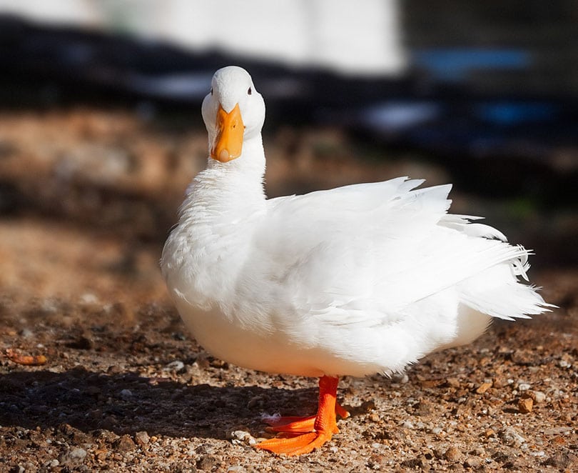 a pekin duck out of the water