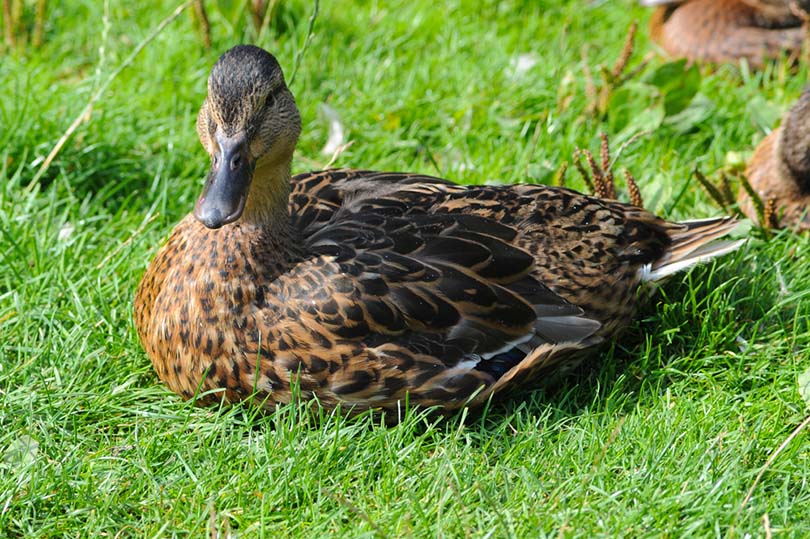 a rouen duck lying on grass