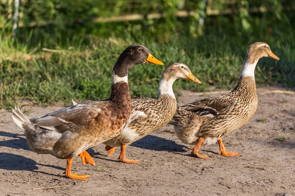 Abacot Ranger ducks