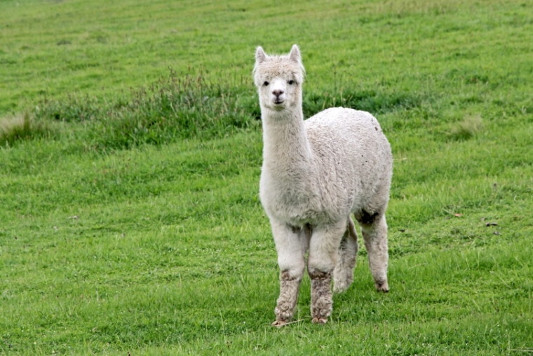 alpaca standing on grass