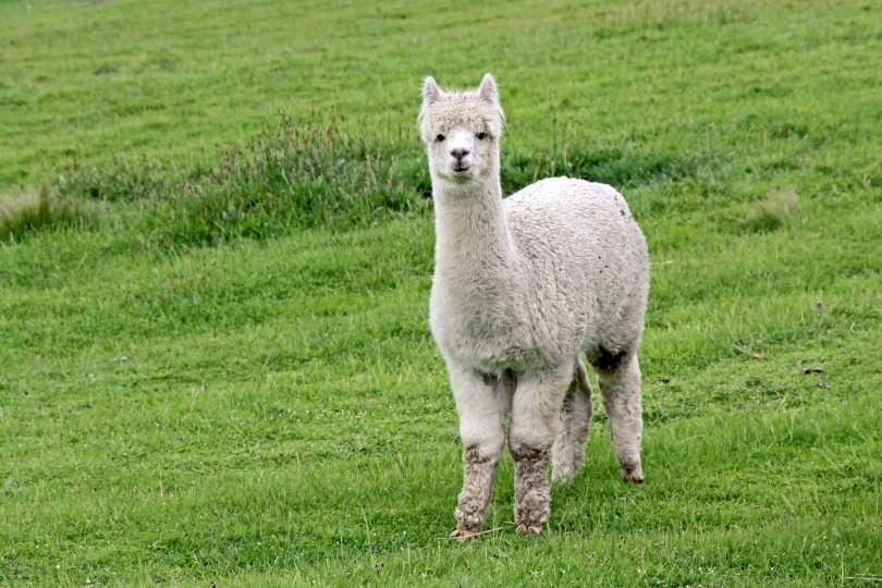 10 Essential Alpaca Supplies to Get You Started: 2023 Vet-Reviewed Guide | Pet Keen