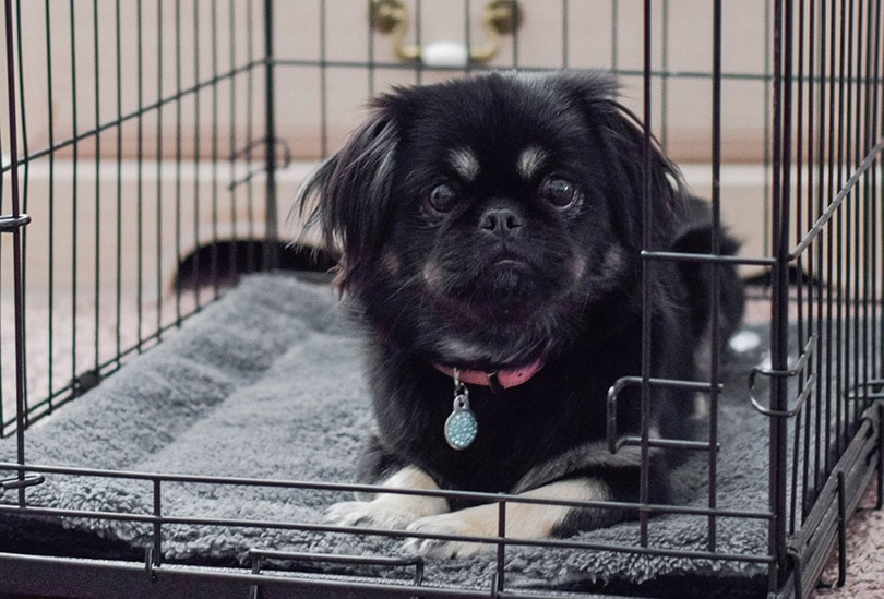 an adorable dog on a self warming dog crate pad