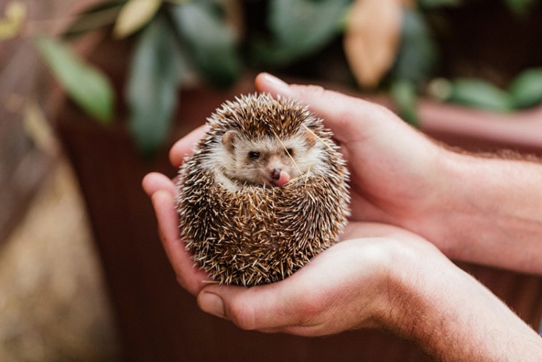 an adorable hedgehog licking its nose while being held