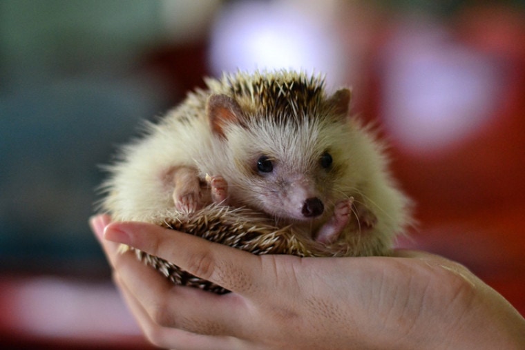 an african pygmy hedgehog on owner hand