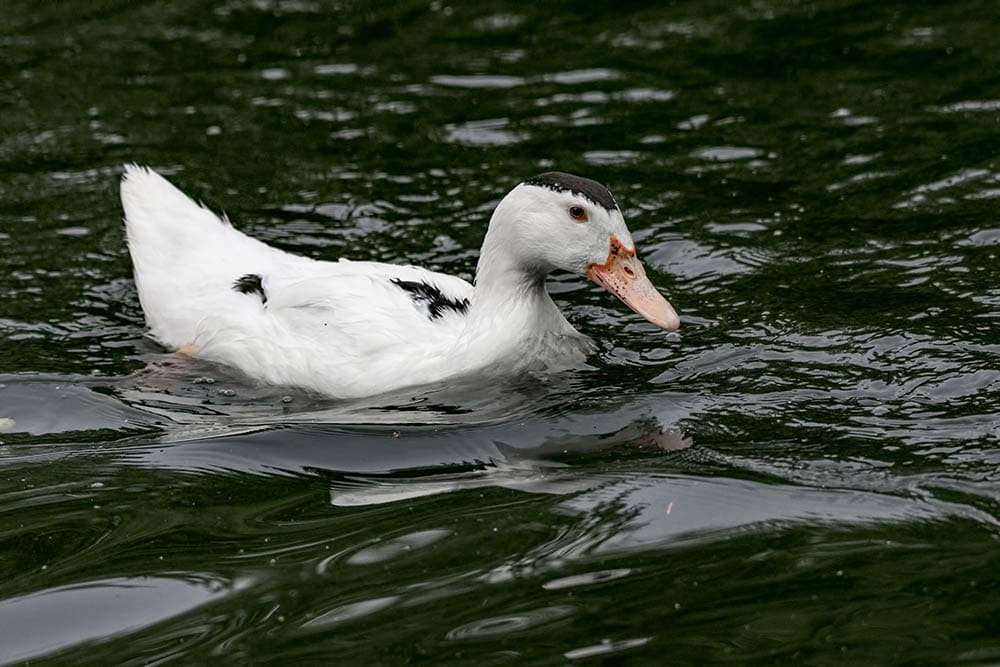 Ancona duck