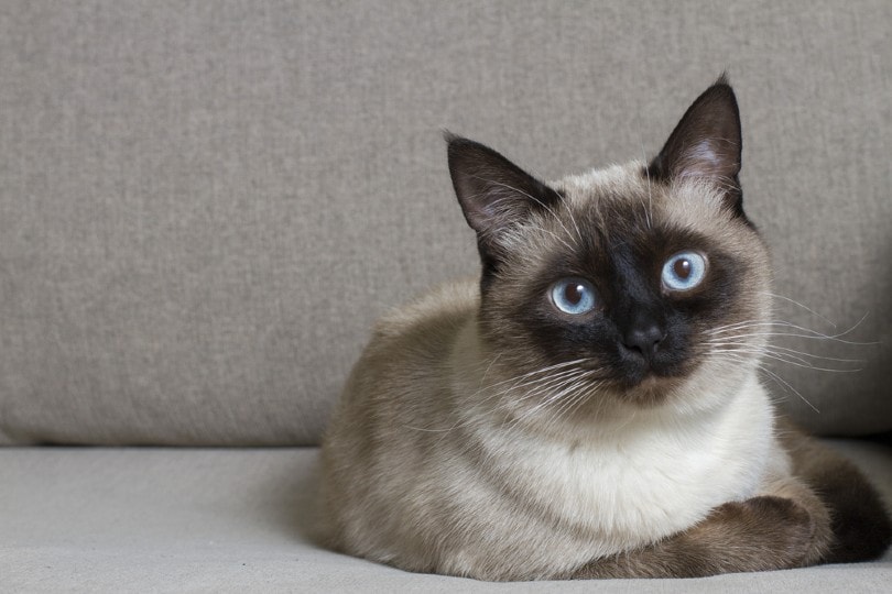 applehead siamese cat lying on couch